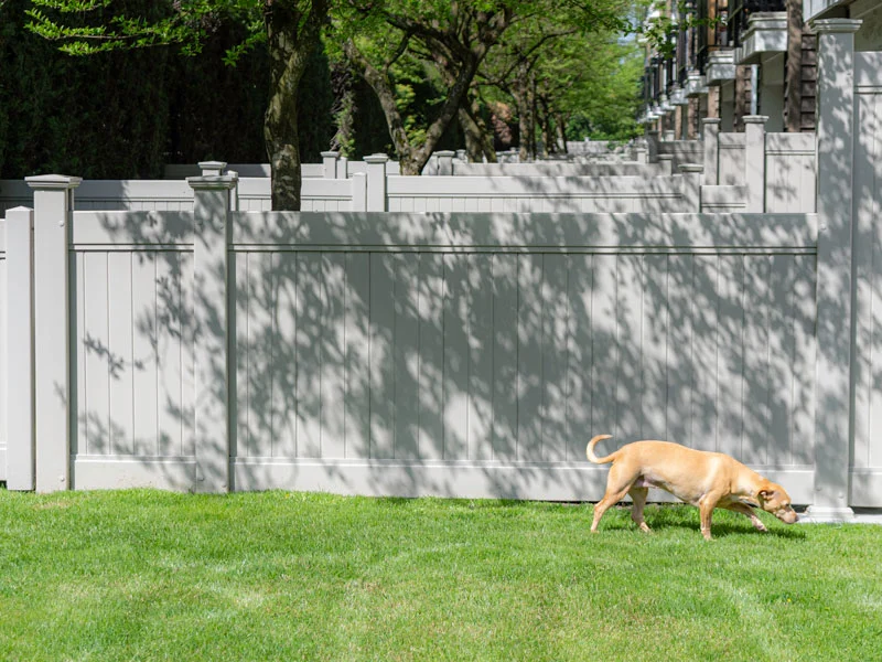 Tan dog sniffing the grass in a sunny fenced backyard with a pale gray wooden fence and trees.